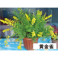 黄金雀-青州市林海花卉苗木