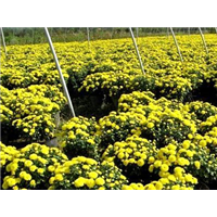 国庆菊-青州市林海花卉苗木