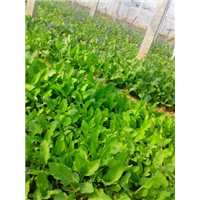 宿根鼠尾草-青州市林海花卉苗木