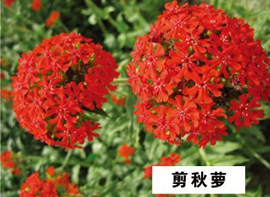 剪秋萝-青州市林海花卉苗木