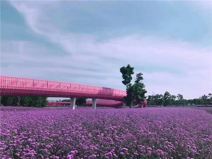 马鞭草花海-青州市林海花卉苗木专业合作社