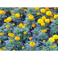 国庆菊-青州市林海花卉苗木