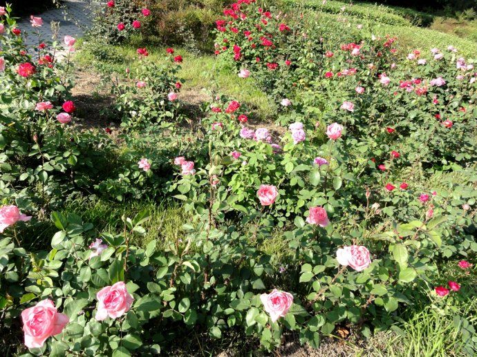 地被月季-青州市林海花卉苗木