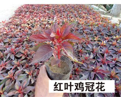 红叶鸡冠花-青州市林海花卉苗木