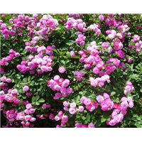 蔷薇-青州市林海花卉苗木