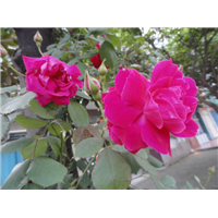 大花蔷薇-青州市林海花卉苗木