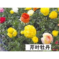芹叶牡丹-青州市林海花卉苗木