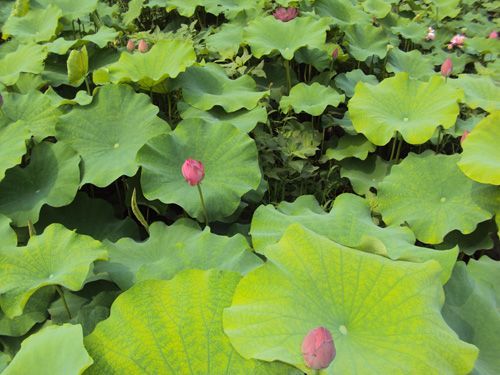 荷花-青州市林海花卉苗木