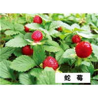 蛇莓-青州市林海花卉苗木