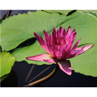 睡莲-青州市林海花卉苗木
