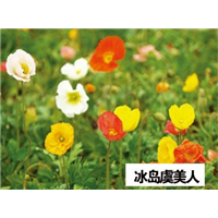冰岛虞美人-青州市林海花卉苗木