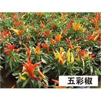 五彩椒-青州市林海花卉苗木