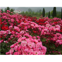 丰花月季-青州市林海花卉苗木