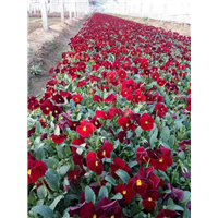 三色堇-青州市林海花卉