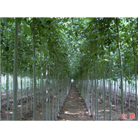 白蜡-青州市林海花卉苗木专业合作社