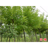 国槐-青州市林海花卉苗木专业合作社
