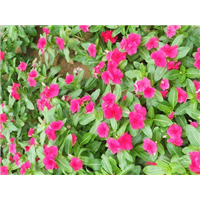 长春花-青州市林海花卉苗木