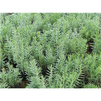 薰衣草-青州市林海花卉苗木