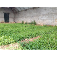马鞭草小苗-青州市林海花卉苗木
