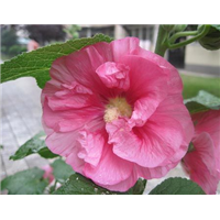 蜀葵-青州市林海花卉苗木