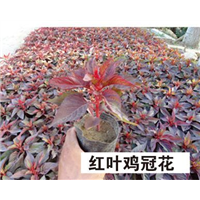 红叶鸡冠花-青州市林海花卉苗木