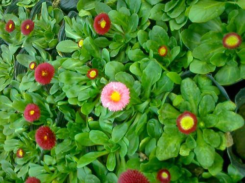 雏菊-青州市林海花卉苗木