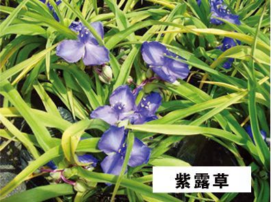 紫露草-青州市林海花卉苗木