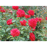 月季-青州市林海花卉苗木