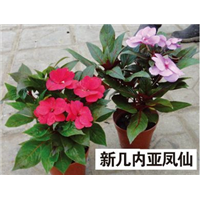 新几内亚凤仙-青州市林海花卉苗木