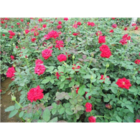 月季-青州市林海花卉苗木
