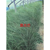 晨光芒 