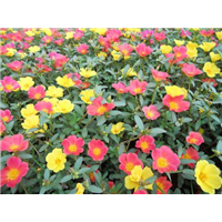 太阳花-青州市林海花卉苗木