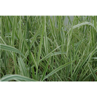 玉带草-青州市林海花卉苗木