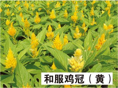 和服鸡冠花（黄）-青州市林海花卉苗木