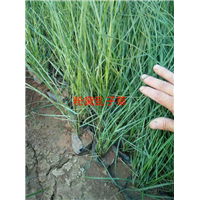 粉黛乱子草 