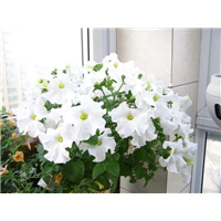 矮牵牛白色-青州市林海花卉苗木