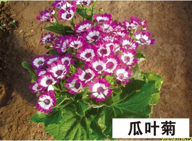 瓜叶菊-青州市林海花卉苗木