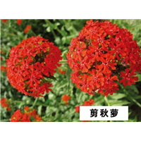 剪秋萝-青州市林海花卉苗木