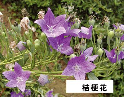 桔梗花-青州市林海花卉苗木