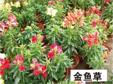 金鱼草-青州市林海花卉苗木