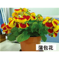 蒲包花-青州市林海花卉苗木