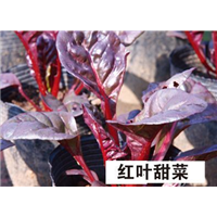 红叶甜菜-青州市林海花卉苗木