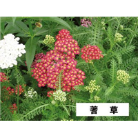 蓍草-青州市林海花卉苗木