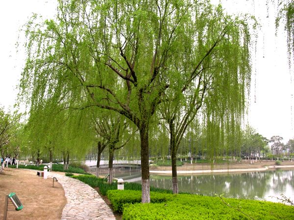 垂柳-青州市林海花卉苗木专业合作社