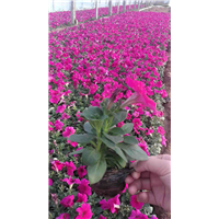 矮牵牛-青州市林海花卉
