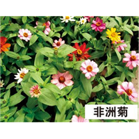 非洲菊-青州市林海花卉苗木