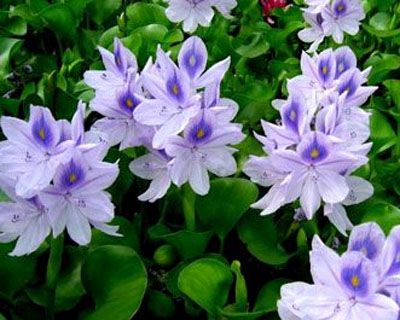 凤眼莲-青州市林海花卉苗木