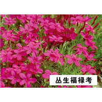 丛生福禄考-青州市林海花卉苗木