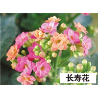 长寿花-青州市林海花卉苗木