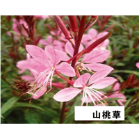 山桃草-青州市林海花卉苗木